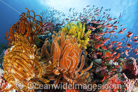 Fish and coral photo