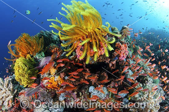 Colourful tropical reef scene, showing schooling Orange Fairy Basslets (Pseudanthias cf cheirospilos), sheltering amongst a reef with crinoid feather stars. A typical reef scene found throughout Indo Pacific, including the Great Barrier Reef. Photo - Gary Bell