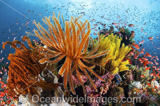 Colourful tropical reef scene, showing schooling Orange Fairy Basslets (Pseudanthias cf cheirospilos), feeding on plankton drifting through reef with crinoid feather stars. A typical reef scene found in Indo Pacific, including the Great Barrier Reef. Photo - Gary Bell