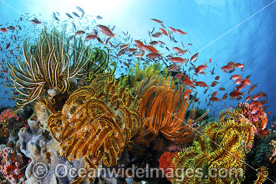 Fish coral and crinoids photo