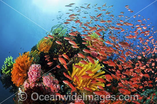 Colourful tropical reef scene, showing schooling Orange Fairy Basslets (Pseudanthias cf cheirospilos), feeding on plankton drifting through reef with crinoid feather stars. Typical reef scene found throughout Indo Pacific, including the Great Barrier Reef Photo - Gary Bell