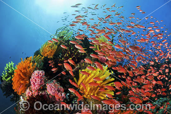 Great Barrier Reef photo