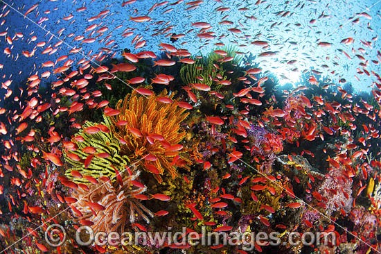Colourful tropical reef scene, showing schooling countless Orange Fairy Basslets (Pseudanthias cf cheirospilos), feeding on plankton drifting through reef with crinoid feather stars. Typical reef scene found in Indo Pacific, including Great Barrier Reef. Photo - Gary Bell