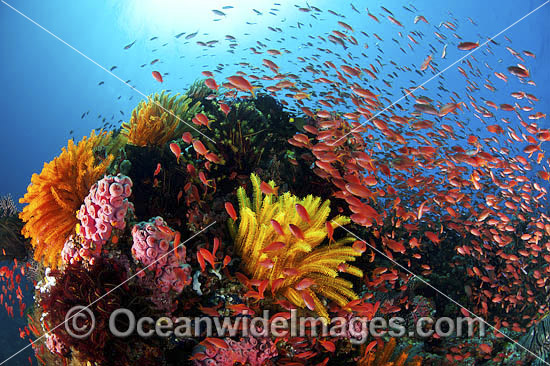 Fish coral and crinoids photo