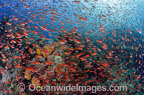 Fish and coral photo