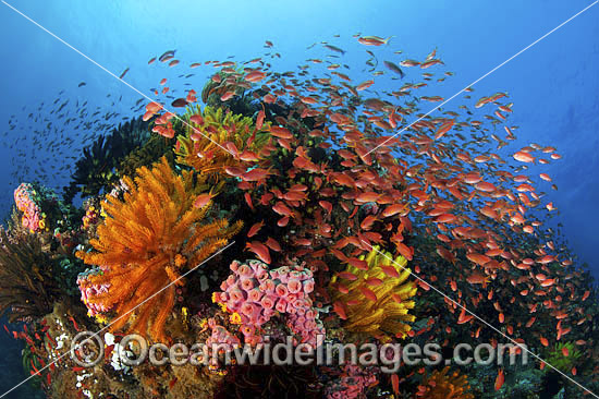 Fish and coral photo Fish and coral photo
