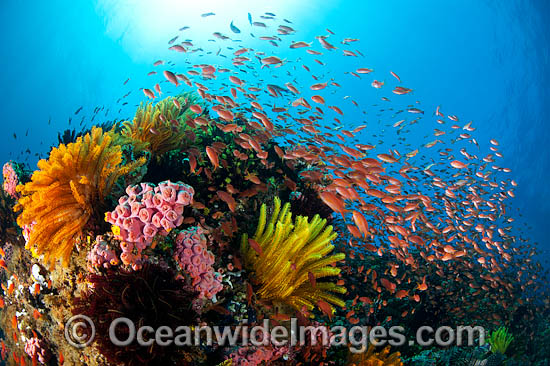 Colourful tropical reef scene, showing schooling Orange Fairy Basslets (Pseudanthias cf cheirospilos), feeding on plankton drifting through reef with crinoid feather stars. Typical reef scene found throughout Indo Pacific, including the Great Barrier Reef Photo - Gary Bell Colourful tropical reef scene, showing schooling Orange Fairy Basslets (Pseudanthias cf cheirospilos), feeding on plankton drifting through reef with crinoid feather stars. Typical reef scene found throughout Indo Pacific, including the Great Barrier Reef Photo - Gary Bell