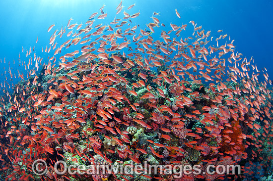 Fish coral and crinoids photo Fish coral and crinoids photo