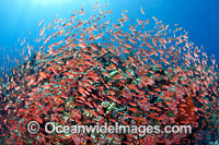 Fish coral and crinoids Photo - Gary Bell