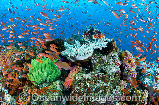 Colourful tropical reef scene, showing a Lionfish and schooling Orange Fairy Basslets (Pseudanthias cf cheirospilos), feeding on plankton drifting through a coral reef. A typical reef scene found throughout Indo Pacific, including the Great Barrier Reef. Photo - Gary Bell Colourful tropical reef scene, showing a Lionfish and schooling Orange Fairy Basslets (Pseudanthias cf cheirospilos), feeding on plankton drifting through a coral reef. A typical reef scene found throughout Indo Pacific, including the Great Barrier Reef. Photo - Gary Bell