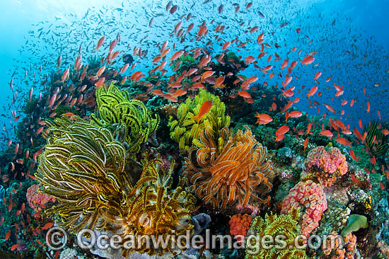 Great Barrier Reef photo Great Barrier Reef photo