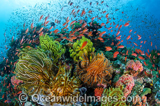 Great Barrier Reef photo