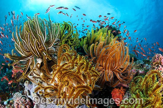 Colourful tropical reef scene, showing schooling Orange Fairy Basslets (Pseudanthias cf cheirospilos), feeding on plankton drifting through reef with crinoid feather stars. Typical reef scene found through Indo Pacific, including the Great Barrier Reef. Photo - Gary Bell