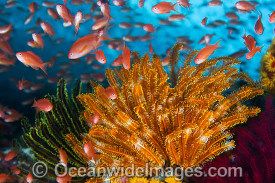 Fish coral and feather stars photo