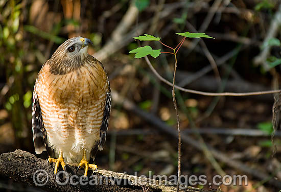 Red-shouldered Hawk Buteo lineatus photo