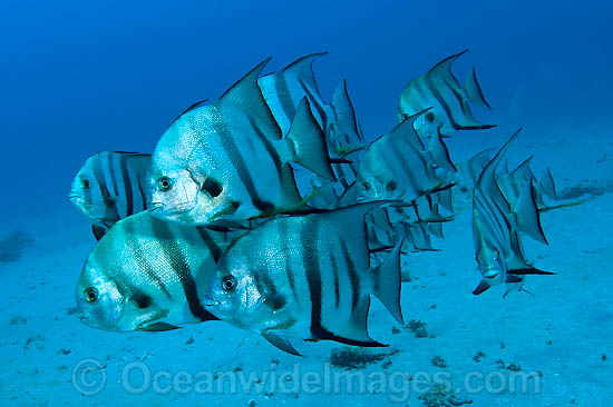 School of Spadefish Chaetodipterus faber photo School of Spadefish Chaetodipterus faber photo
