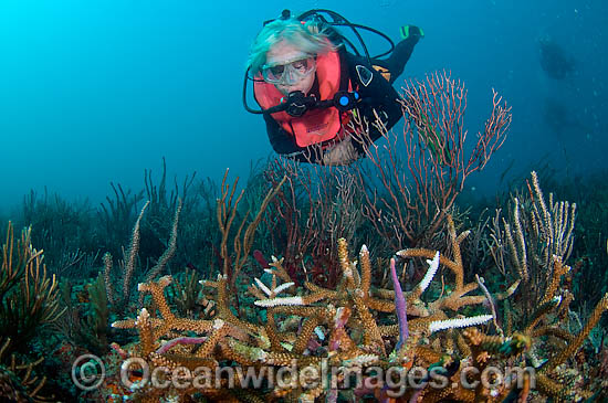 Diseased Coral photo