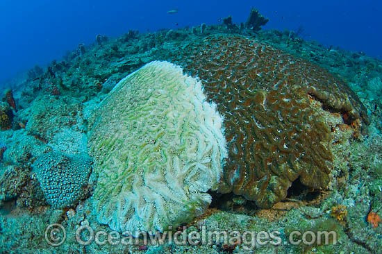 Brain coral with white plague photo