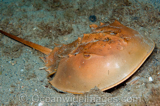 Horseshoe Crab Limulus polyphemus photo