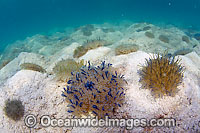 Upside Down Jellyfish Photo - Michael Patrick O'Neill