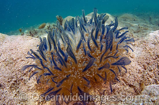 Upside Down Jellyfish Cassiopea xamachana photo