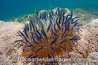 Upside Down Jellyfish Cassiopea xamachana Photo - Michael Patrick O'Neill