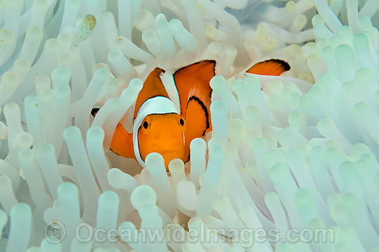 False Clownfish in bleached anemone photo