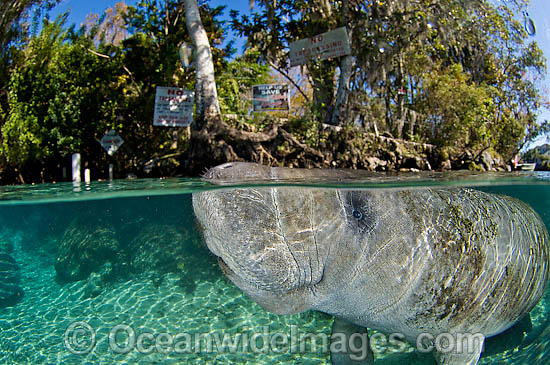 Florida Manatee (Trichechus manatus latirostris). Also known as Sea Cow. Classified as Endangered Species on the IUCN Red list. Photographed in Three Sisters Spring in Crystal River, Florida, USA. Photo - Michael Patrick O'Neill Florida Manatee (Trichechus manatus latirostris). Also known as Sea Cow. Classified as Endangered Species on the IUCN Red list. Photographed in Three Sisters Spring in Crystal River, Florida, USA. Photo - Michael Patrick O'Neill