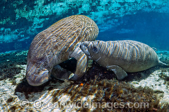 Florida Manatee photo