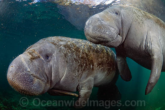 Florida Manatee (Trichechus manatus latirostris). Also known as Sea Cow. Classified as Endangered Species on the IUCN Red list. Photographed in Three Sisters Spring in Crystal River, Florida, USA. Photo - Michael Patrick O'Neill