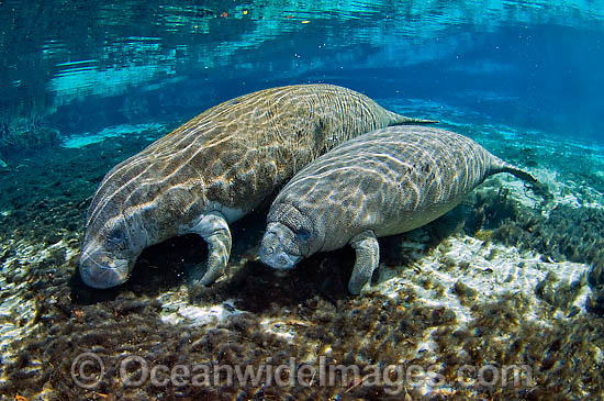 Florida Manatee (Trichechus manatus latirostris). Also known as Sea Cow. Classified as Endangered Species on the IUCN Red list. Photographed in Three Sisters Spring in Crystal River, Florida, USA. Photo - Michael Patrick O'Neill Florida Manatee (Trichechus manatus latirostris). Also known as Sea Cow. Classified as Endangered Species on the IUCN Red list. Photographed in Three Sisters Spring in Crystal River, Florida, USA. Photo - Michael Patrick O'Neill