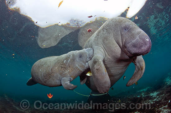 Florida Manatee (Trichechus manatus latirostris), mother and calf equipped with tracking device so researchers can monitor the animals movements. Also known as Sea Cow. Endangered species on IUCN Red List. Three Sisters Spring, Crystal River, Florida, USA Photo - Michael Patrick O'Neill Florida Manatee (Trichechus manatus latirostris), mother and calf equipped with tracking device so researchers can monitor the animals movements. Also known as Sea Cow. Endangered species on IUCN Red List. Three Sisters Spring, Crystal River, Florida, USA Photo - Michael Patrick O'Neill