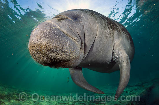 Florida Manatee photo