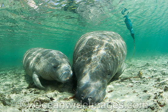 Florida Manatee (Trichechus manatus latirostris) mother and calf equipped with tracking device so researchers can monitor the animals movements. Also known as Sea Cow. Endangered species on IUCN Red List. Three Sisters Spring, Crystal River, Florida, USA Photo - Michael Patrick O'Neill Florida Manatee (Trichechus manatus latirostris) mother and calf equipped with tracking device so researchers can monitor the animals movements. Also known as Sea Cow. Endangered species on IUCN Red List. Three Sisters Spring, Crystal River, Florida, USA Photo - Michael Patrick O'Neill