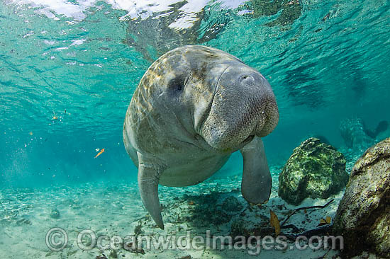 Florida Manatee (Trichechus manatus latirostris). Also known as Sea Cow. Classified as Endangered Species on the IUCN Red list. Photographed in Three Sisters Spring in Crystal River, Florida, USA. Photo - Michael Patrick O'Neill Florida Manatee (Trichechus manatus latirostris). Also known as Sea Cow. Classified as Endangered Species on the IUCN Red list. Photographed in Three Sisters Spring in Crystal River, Florida, USA. Photo - Michael Patrick O'Neill