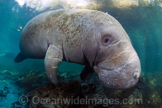 Florida Manatee (Trichechus manatus latirostris). Also known as Sea Cow. Classified as Endangered Species on the IUCN Red list. Photographed in Three Sisters Spring in Crystal River, Florida, USA. Photo - Michael Patrick O'Neill Florida Manatee (Trichechus manatus latirostris). Also known as Sea Cow. Classified as Endangered Species on the IUCN Red list. Photographed in Three Sisters Spring in Crystal River, Florida, USA. Photo - Michael Patrick O'Neill