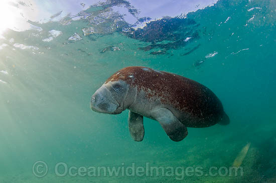 Florida Manatee (Trichechus manatus latirostris). Also known as Sea Cow. Classified as Endangered Species on the IUCN Red list. Photographed in the Lake Worth Lagoon in West Palm Beach, Florida, USA Photo - Michael Patrick O'Neill Florida Manatee (Trichechus manatus latirostris). Also known as Sea Cow. Classified as Endangered Species on the IUCN Red list. Photographed in the Lake Worth Lagoon in West Palm Beach, Florida, USA Photo - Michael Patrick O'Neill