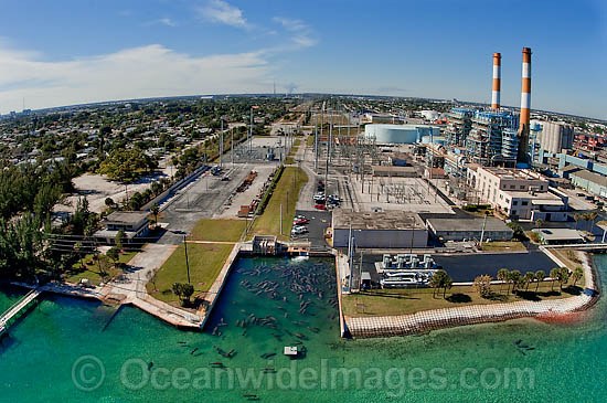 Florida Manatees at power plant outflow photo