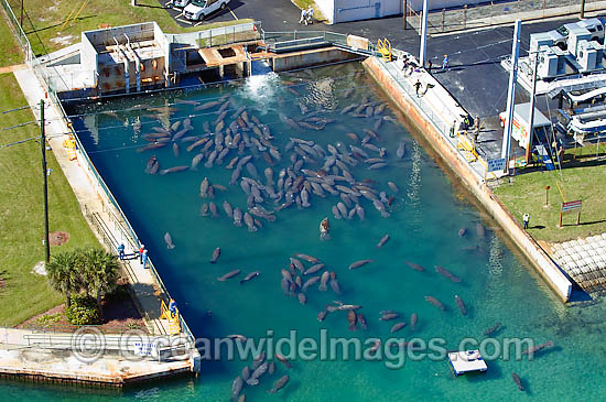 Florida Manatees at power plant outflow photo