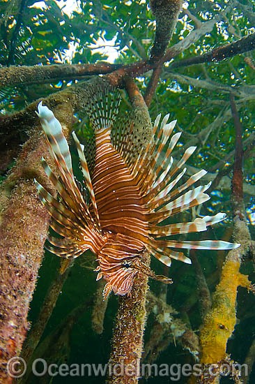 Volitans Lionfish hunting in mangrove photo