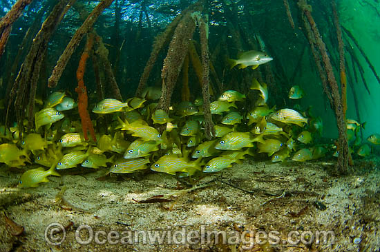 Lionfish hunting in mangrove photo