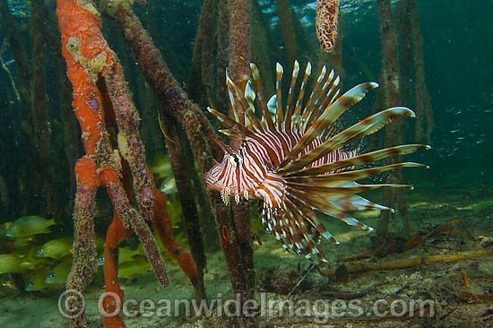 Volitans Lionfish hunting in mangrove photo