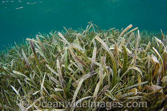 Sea Grass (Thalassia testudinum). Also known as Turtle Grass. Photo taken at Belize, Central America Sea Grass (Thalassia testudinum). Also known as Turtle Grass. Photo taken at Belize, Central America