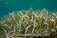 Seagrass Thalassia testudinum Photo - Michael Patrick O'Neill