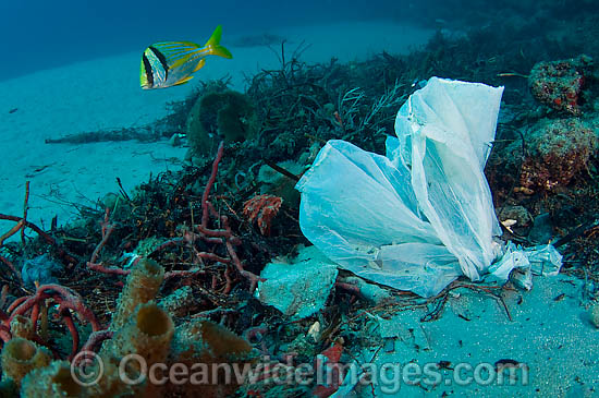 45M1910-02-plastic-bag-garbage-in-ocean.jpg