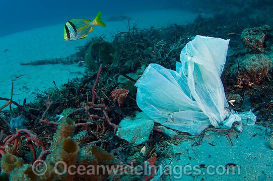 Plastic bag garbage in ocean photo