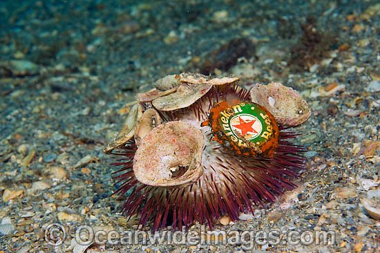 Sea Urchin with pollution photo