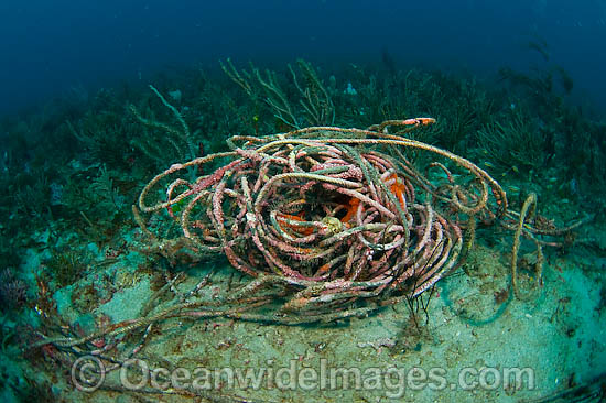 Rope litters coral reef in Florida photo