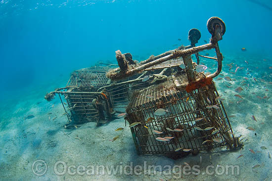 Littered shopping carts in ocean photo