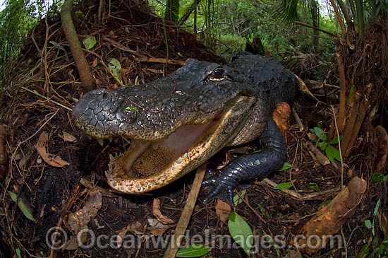 American Alligator guarding nest photo